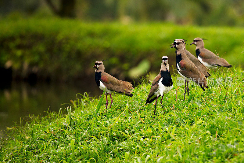 一群南田凫鸟(Vanellus chilensis)在一个郁郁葱葱的绿色田野，哥斯达黎加